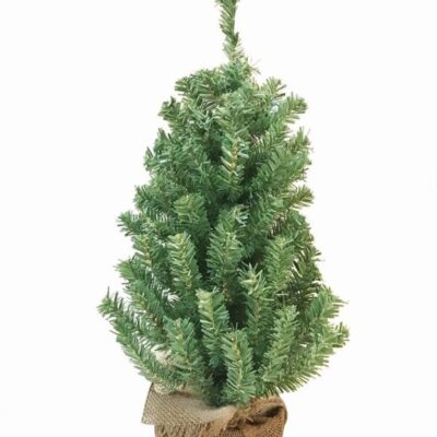 Christmas Tree World The Potted Mountain Pine Tree (60Cm To 90Cm)  Traditional Christmas Trees