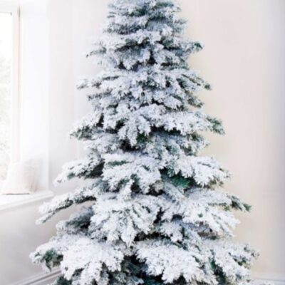 Christmas Tree World The Snow White Fir (5Ft To 8Ft)  Traditional Christmas Trees